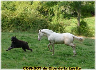 le bouvier des flandres et le cheval - Elevage du CLOS DE LA LUETTE - COPYRIGHT DEPOSE